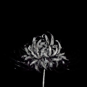 پروفایل سعید خزاعی