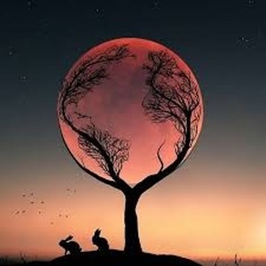 پروفایل محمد فیلی