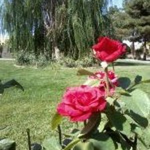 پروفایل شیدا محمدی