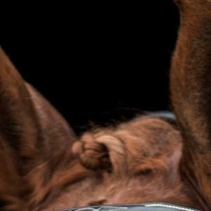 پروفایل mehrsam moafi