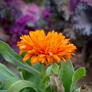 پروفایل امیرحسین دی پیر