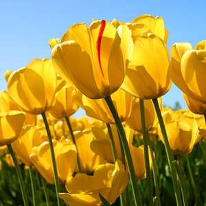 پروفایل حنانه محمودی