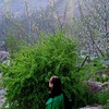 پروفایل ستیلا حقانی