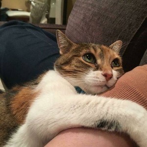 پروفایل Hasan Zaki