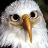 پروفایل Mr.SmilingEagle