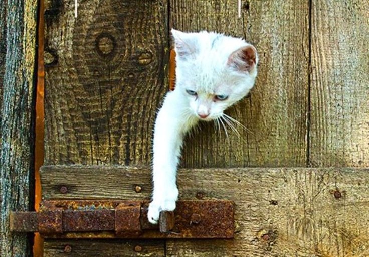 توضیح تصویر